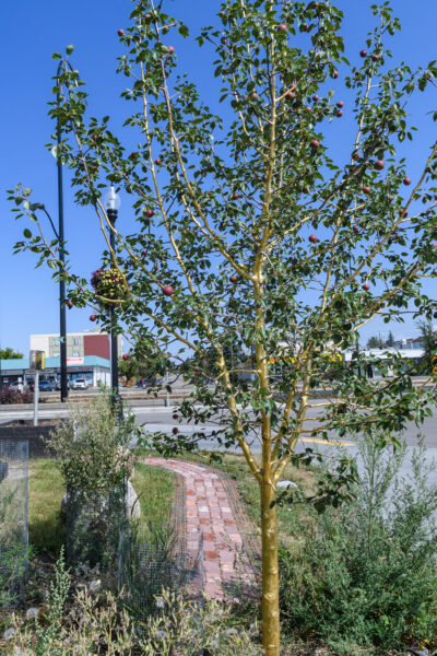 A pear tree planted in a small green area next to a large road