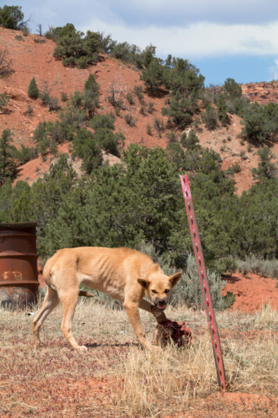 A dog with bared teeth in a sandy desert landscape