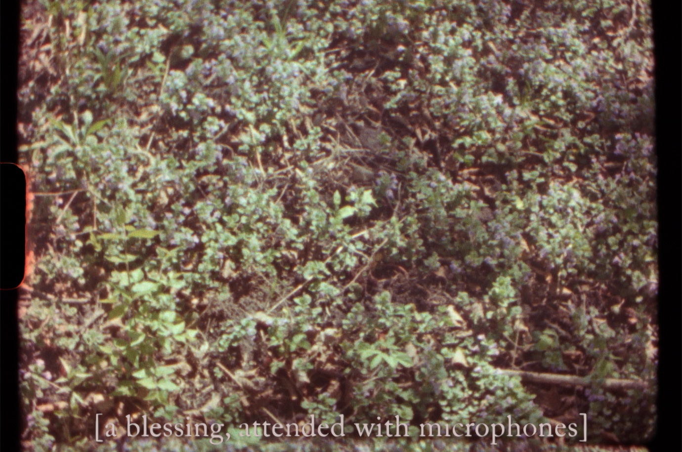 A video still depicting green foliage and text